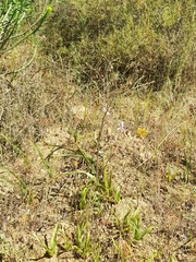 Cyanella orchidiformis