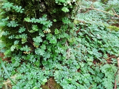 Ellisiophyllum pinnatum