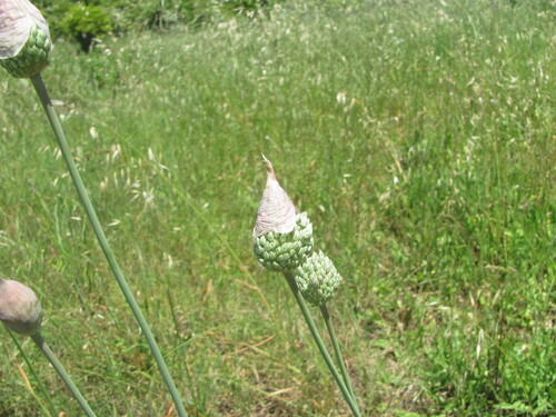 Allium ampeloprasum
