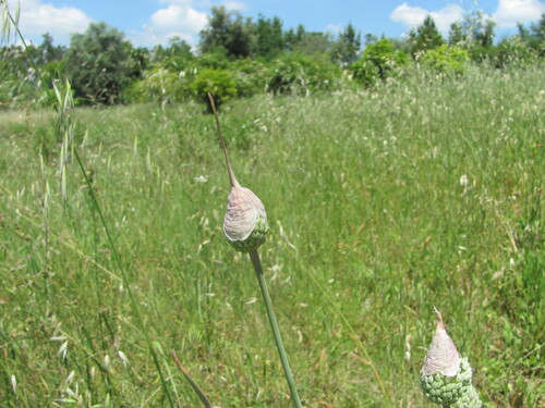Allium ampeloprasum