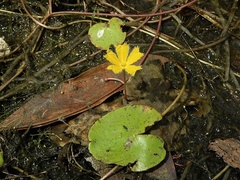 Nymphoides aurantiaca