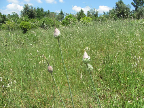 Allium ampeloprasum