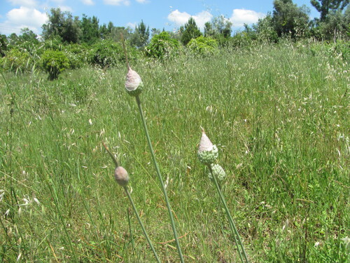 Allium ampeloprasum