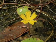 Nymphoides aurantiaca