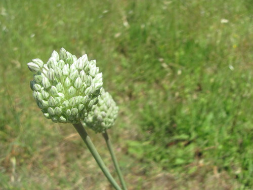 Allium ampeloprasum