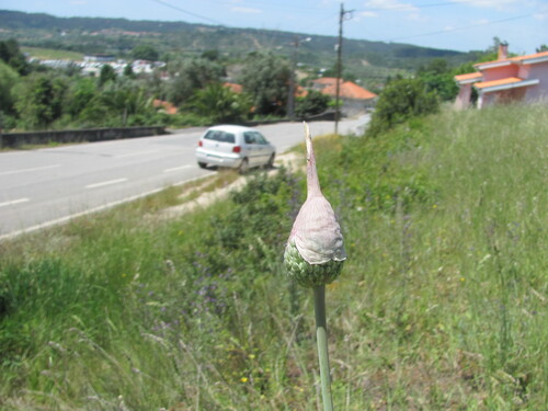 Allium ampeloprasum