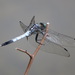 White-tailed Skimmer - Photo (c) belvedere04, some rights reserved (CC BY-NC), uploaded by belvedere04