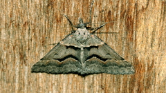 Dichromodes atrosignata