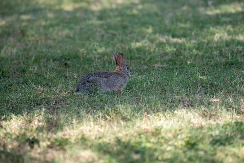 iNaturalist observation 2025-05-19