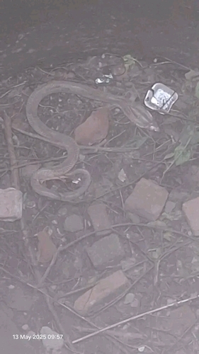 Indian Cobra
