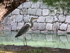 Ardea cinerea