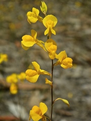 Utricularia odorata