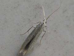 Coleophora albicans