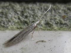 Coleophora albicans
