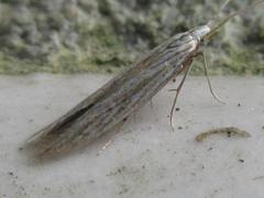Coleophora albicans