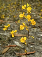 Utricularia odorata