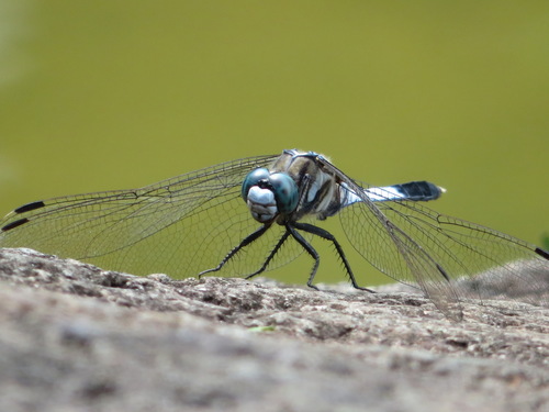 White-tailed Skimmer