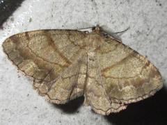 Polymixinia appositaria