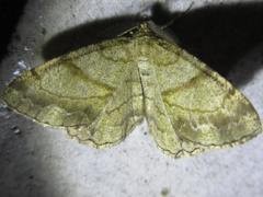 Polymixinia appositaria