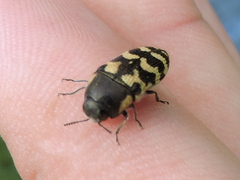 Acmaeodera
