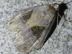Hypena trigonalis