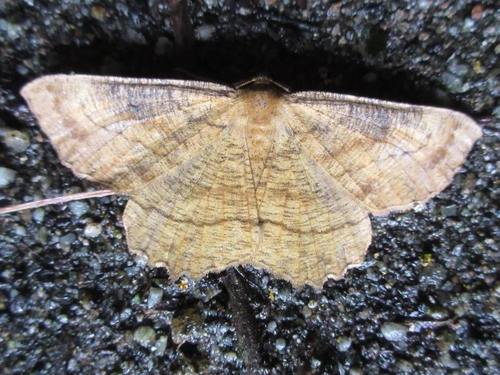 Ctenognophos grandinaria