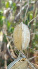 Dioscorea ovinala