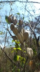 Dioscorea ovinala