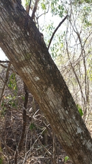 Rhopalocarpus
