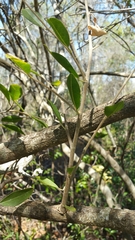 Rhopalocarpus