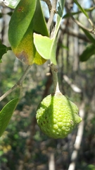 Rhopalocarpus