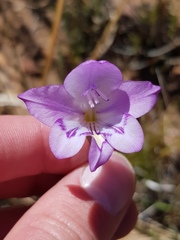 Gladiolus inflatus