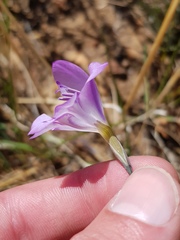 Gladiolus inflatus