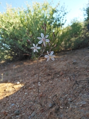 Trachyandra tortilis
