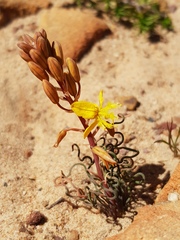 Bulbine torta