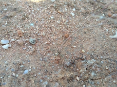 Trachyandra tortilis