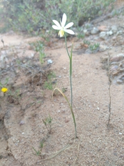 Hesperantha bachmannii