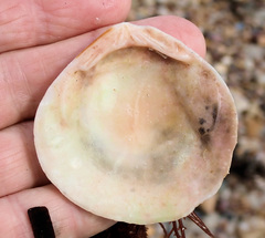 Pseudarcopagia decora