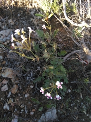 Pelargonium pulchellum
