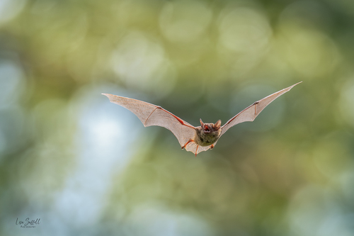 Big Brown Bat photographed in Missouri