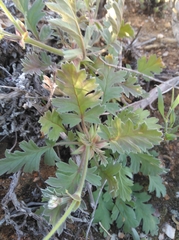 Pelargonium pulchellum