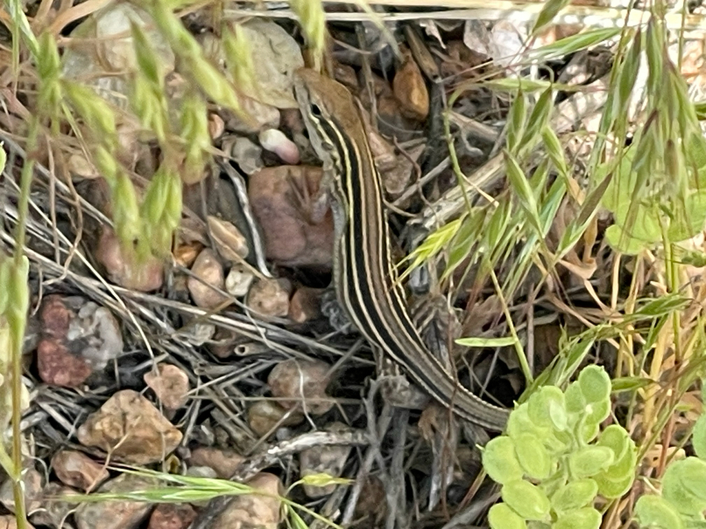 Prairie Racer Runner Lizard Prairie Racerunner from Chatfield Perimeter Trail, Littleton, CO, US on ...