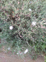 Mesembryanthemum brevicarpum