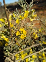 Calobota spinescens