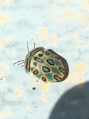 Sphaerocoris annulus