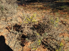 Calobota spinescens