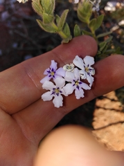 Jamesbrittenia fruticosa