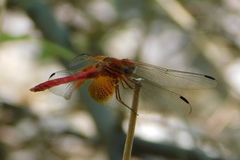 Dythemis maya