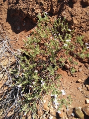 Jamesbrittenia fruticosa