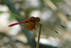 Dythemis maya